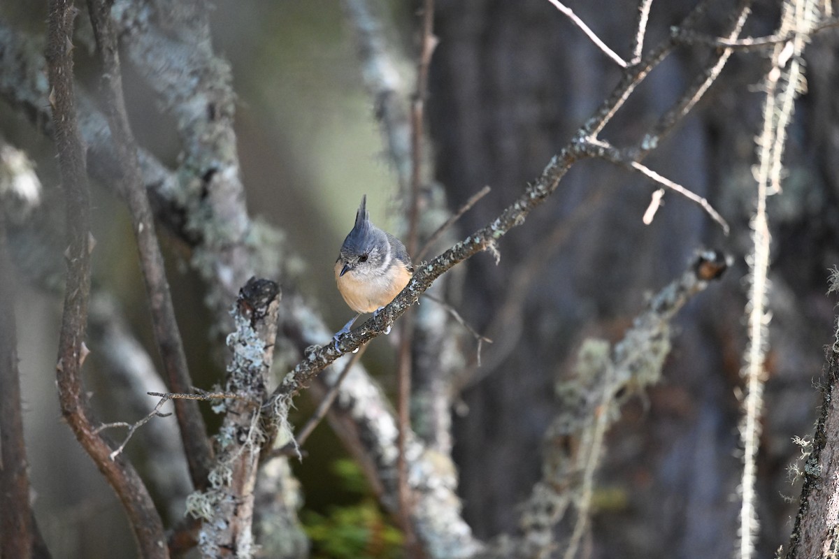 Gray-crested Tit - ML645268377