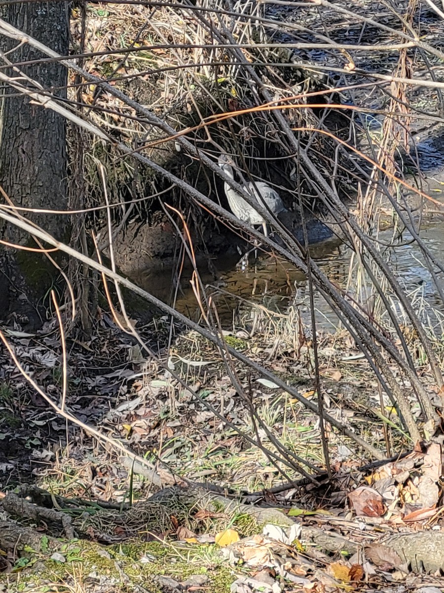 Great Blue Heron - ML645268380