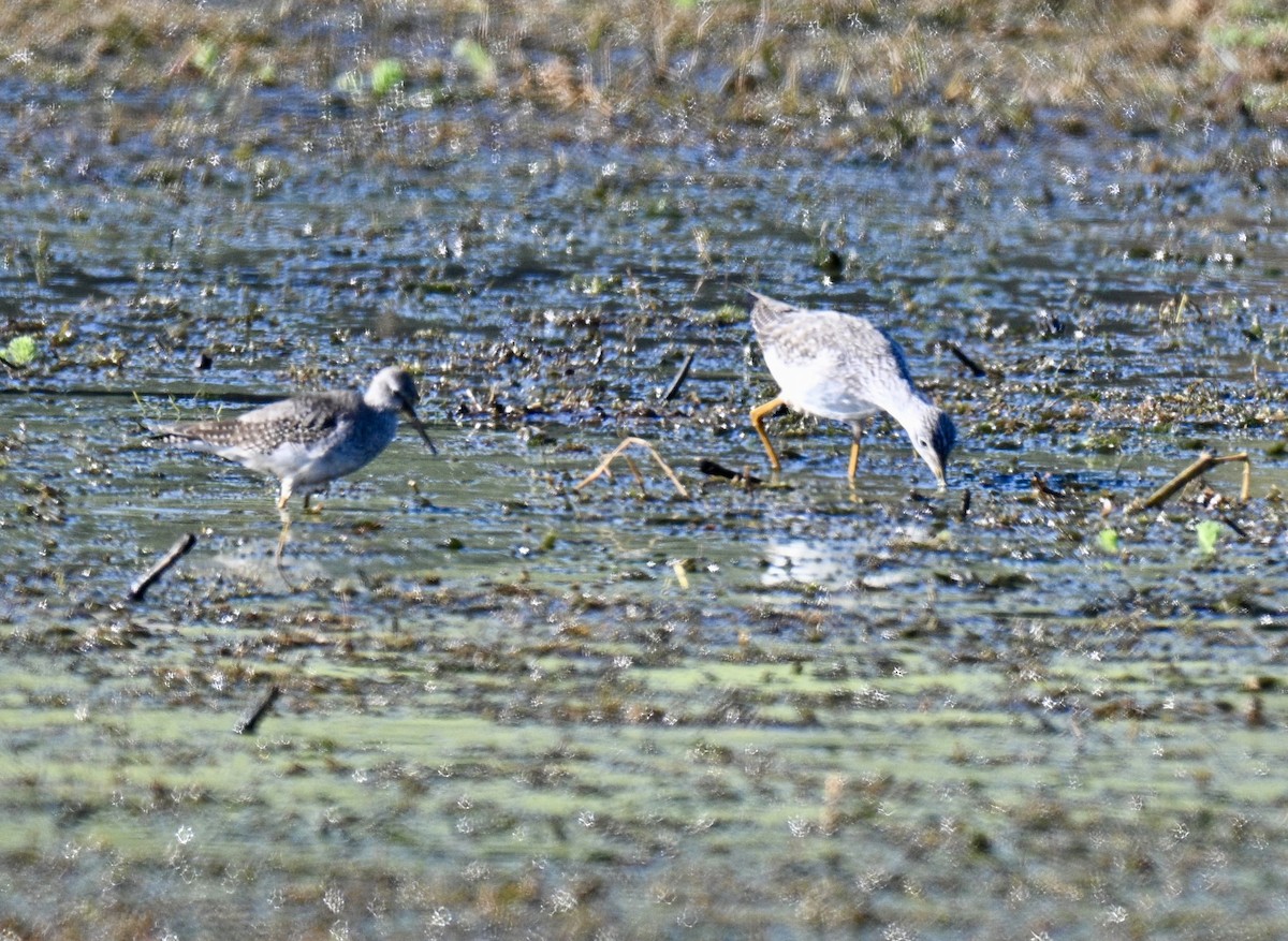Lesser/Greater Yellowlegs - ML645268381
