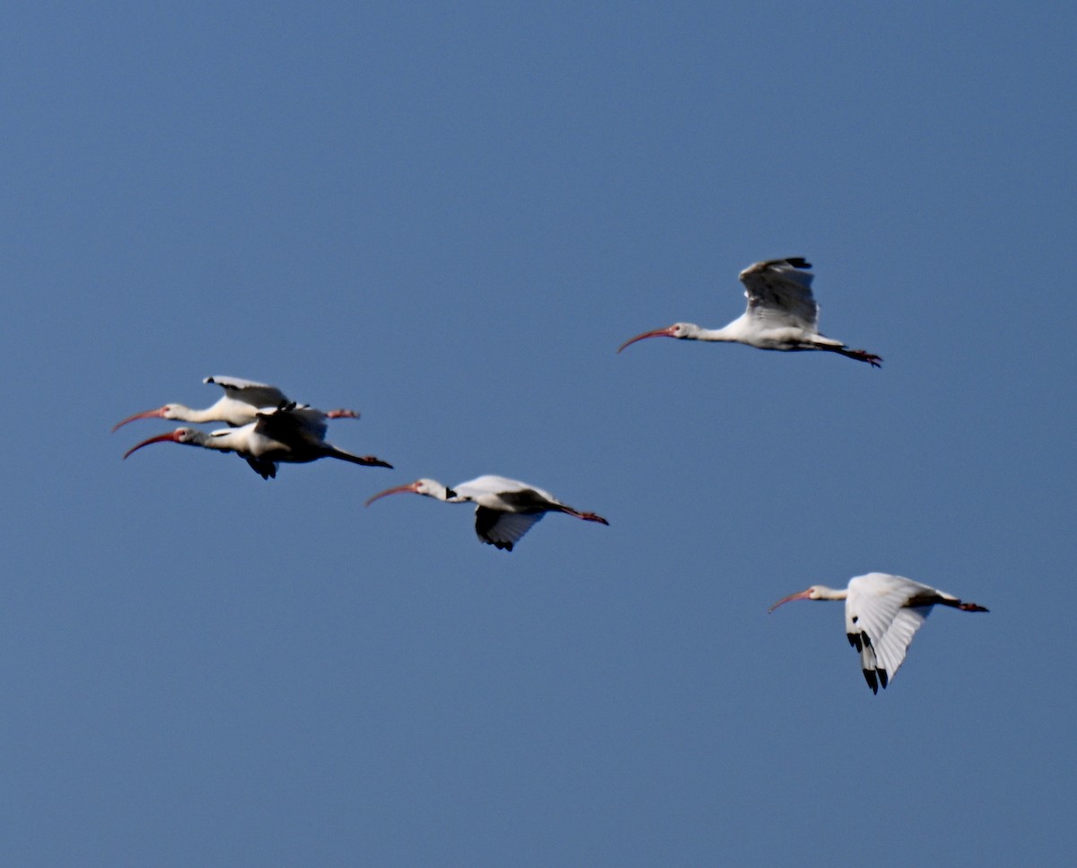 Ak Aynak - ML645268385