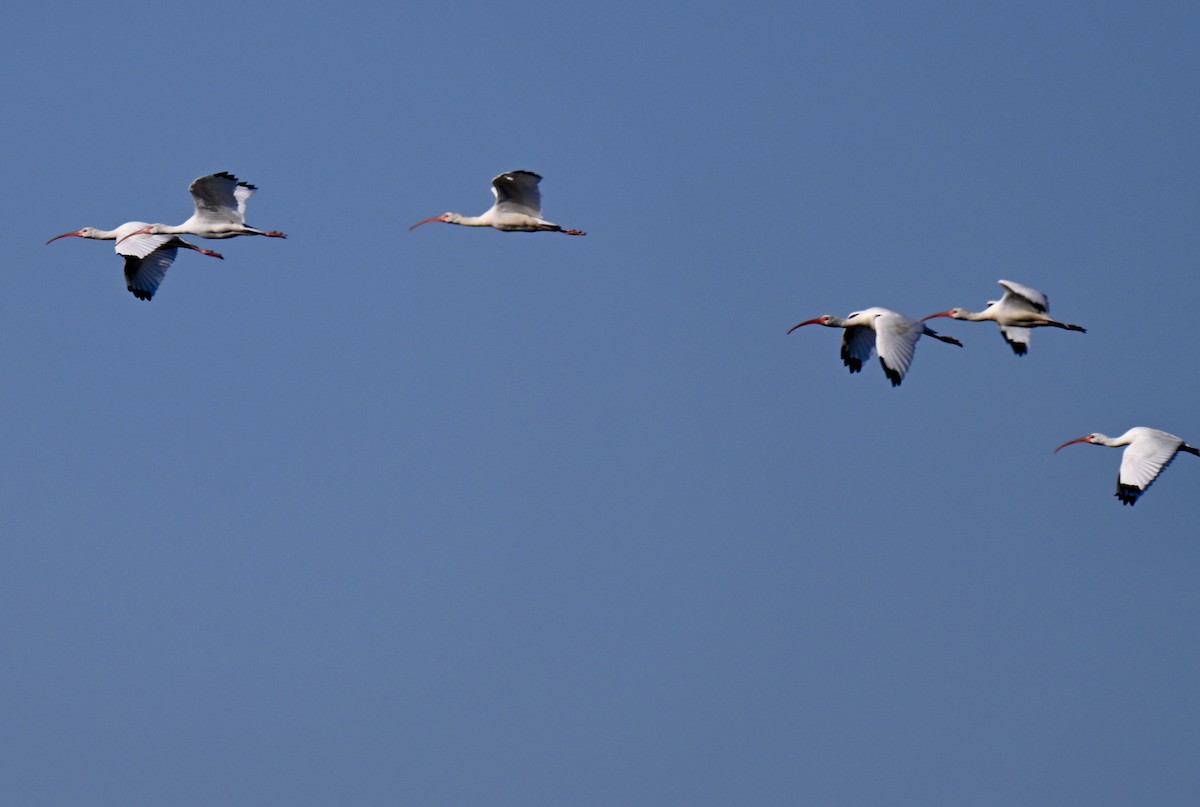 Ak Aynak - ML645268386