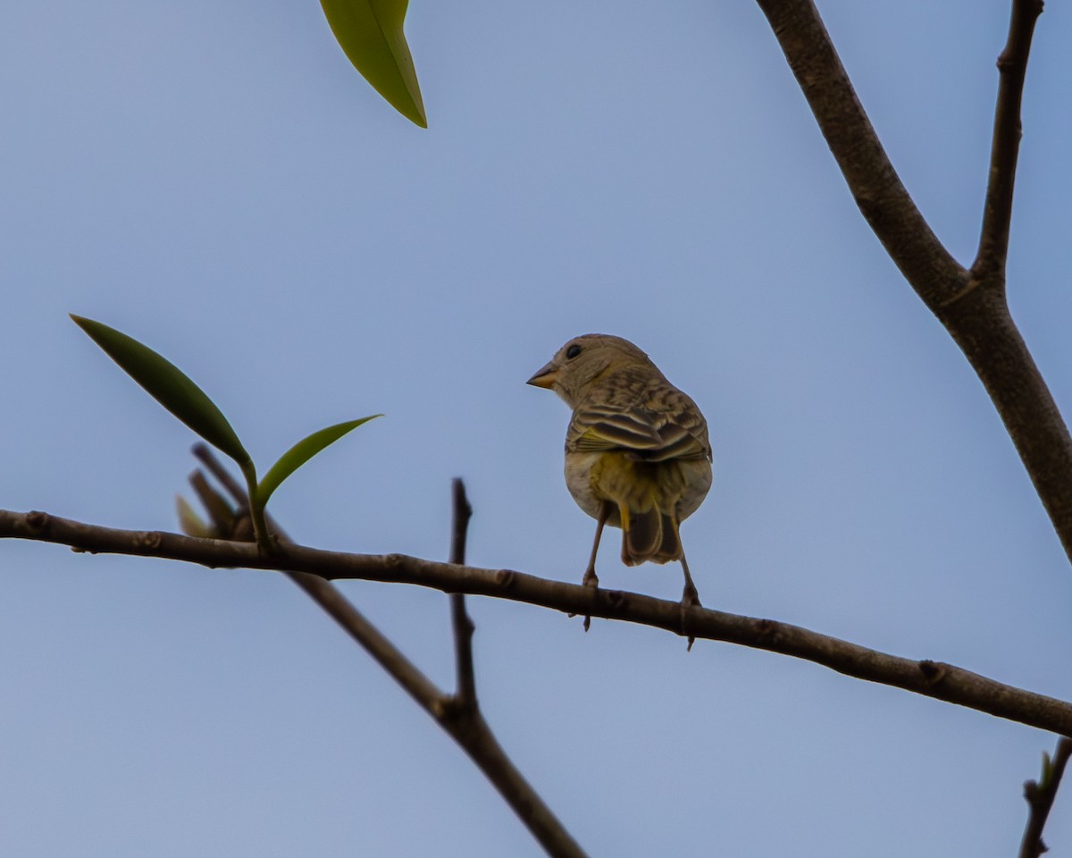 Короткоклювый зерноед - ML645268393