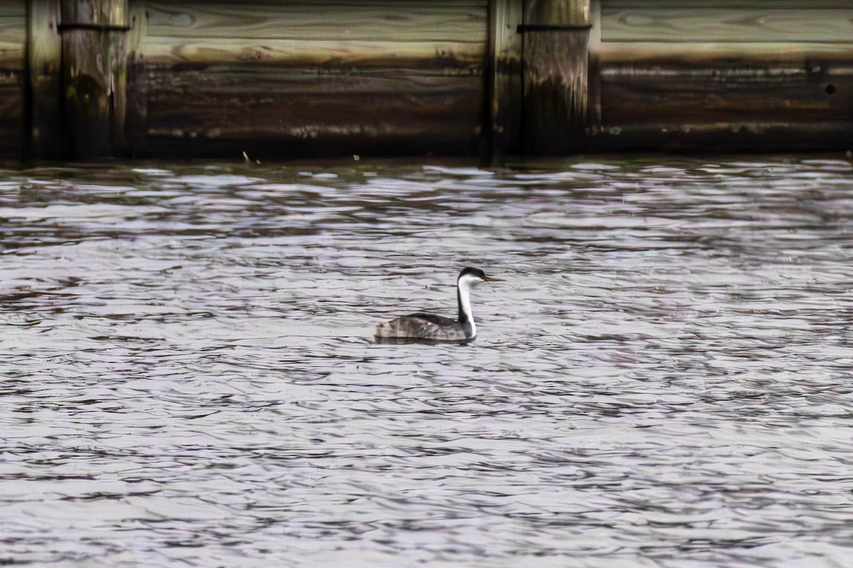 Western Grebe - ML645268403