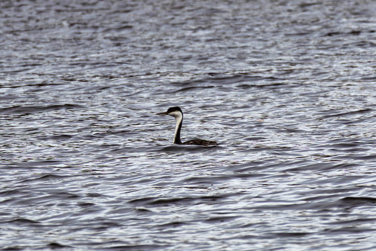 Western Grebe - ML645268413