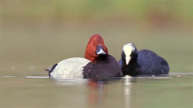 Попелюх звичайний - ML645268415