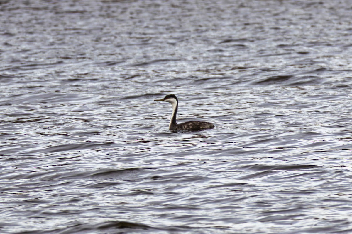 Western Grebe - ML645268416