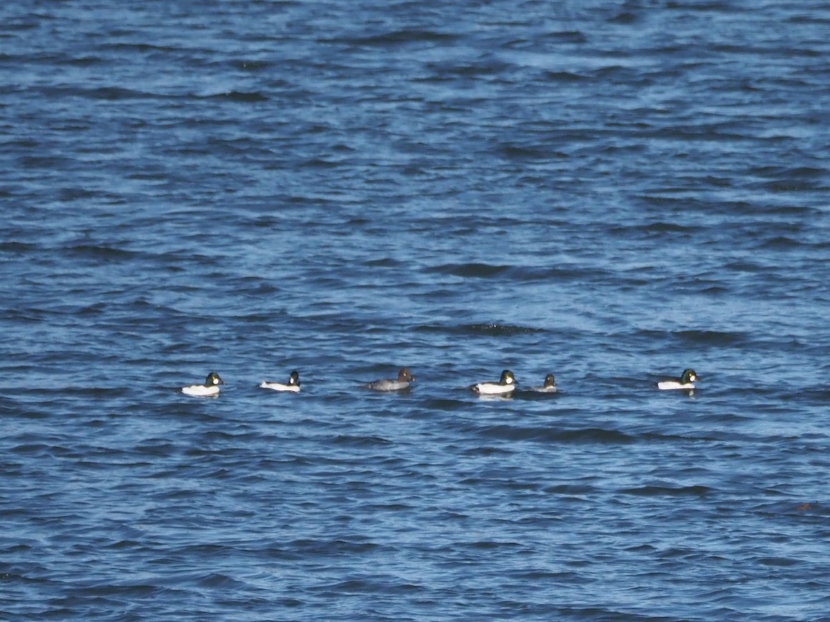 Quattrocchi - ML645268428