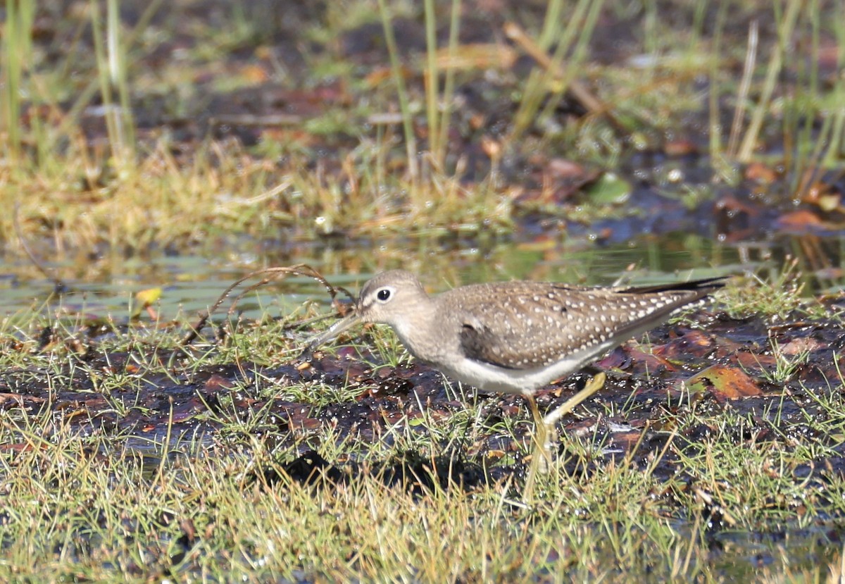 Einsiedelwasserläufer - ML645268429