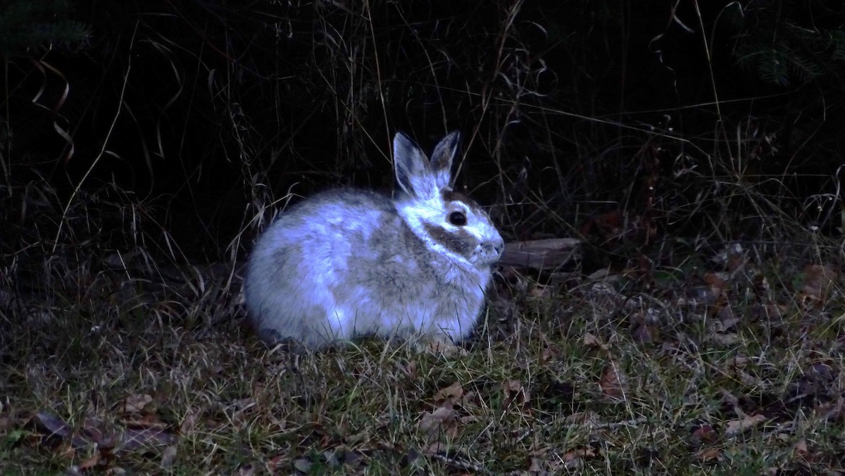 Eastern Cottontail - ML645268444