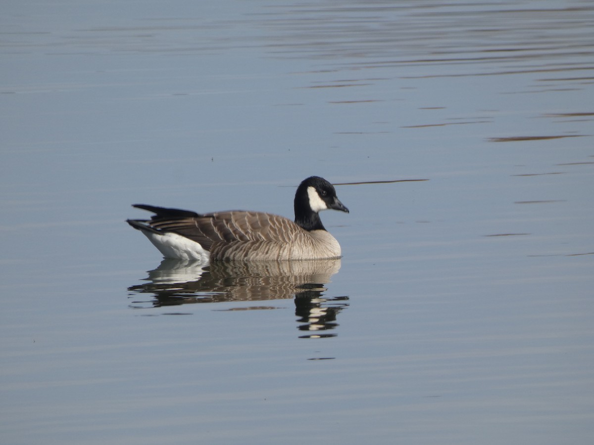 小加拿大雁 - ML645268448