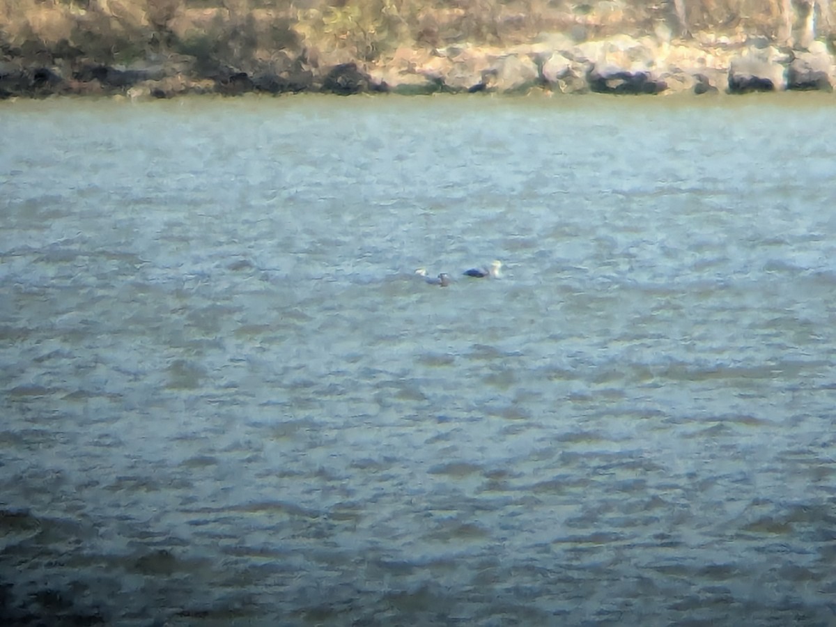 Long-tailed Duck - ML645268453