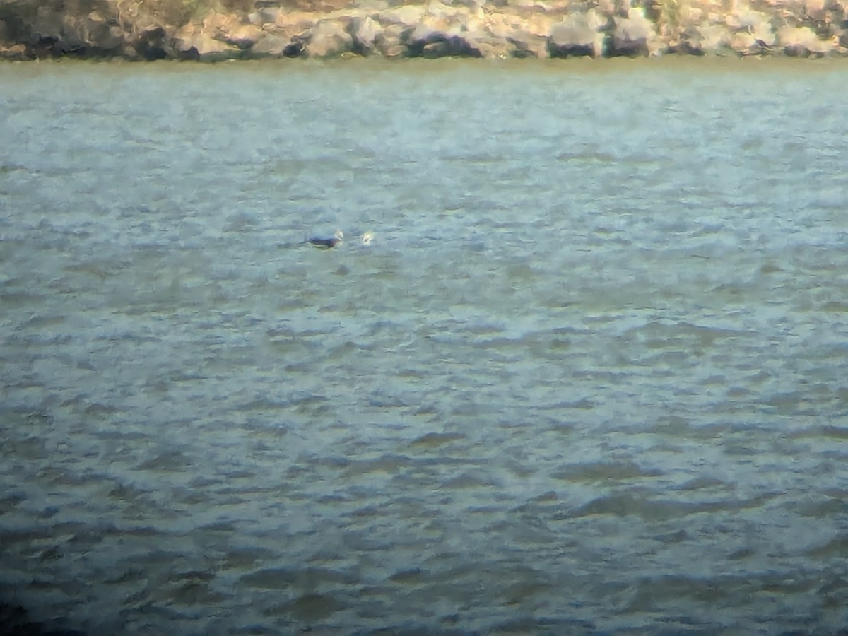 Long-tailed Duck - ML645268454