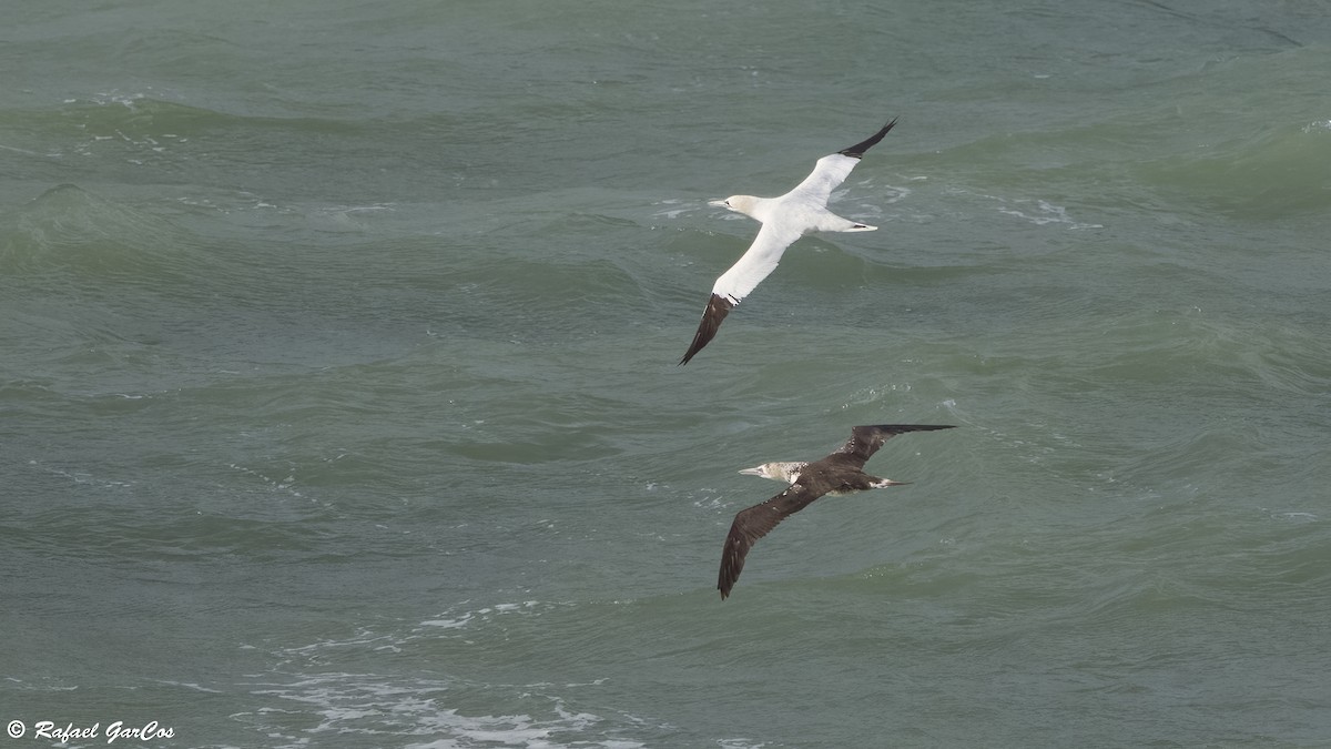 Northern Gannet - ML645268462