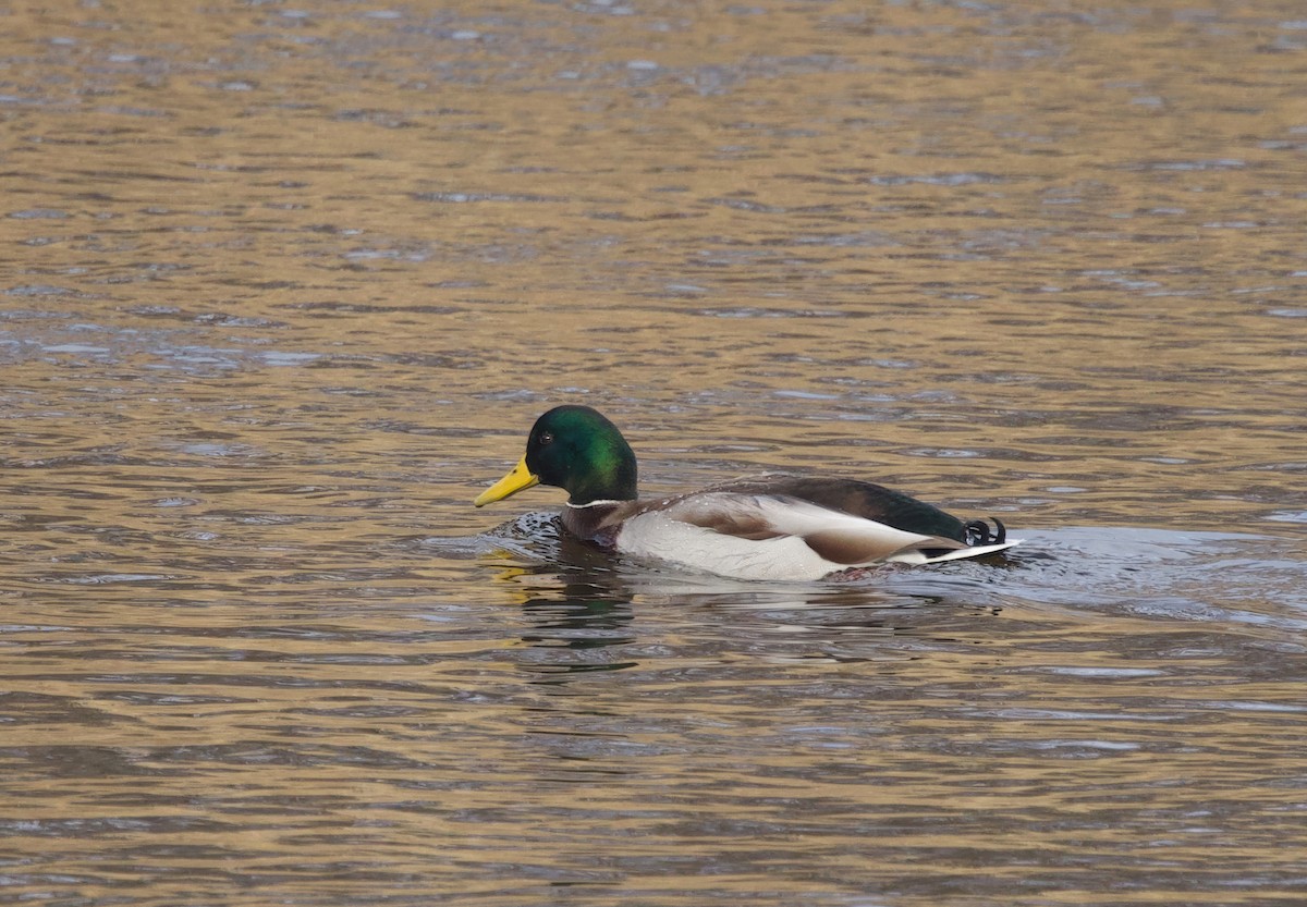 Mallard - ML645268463