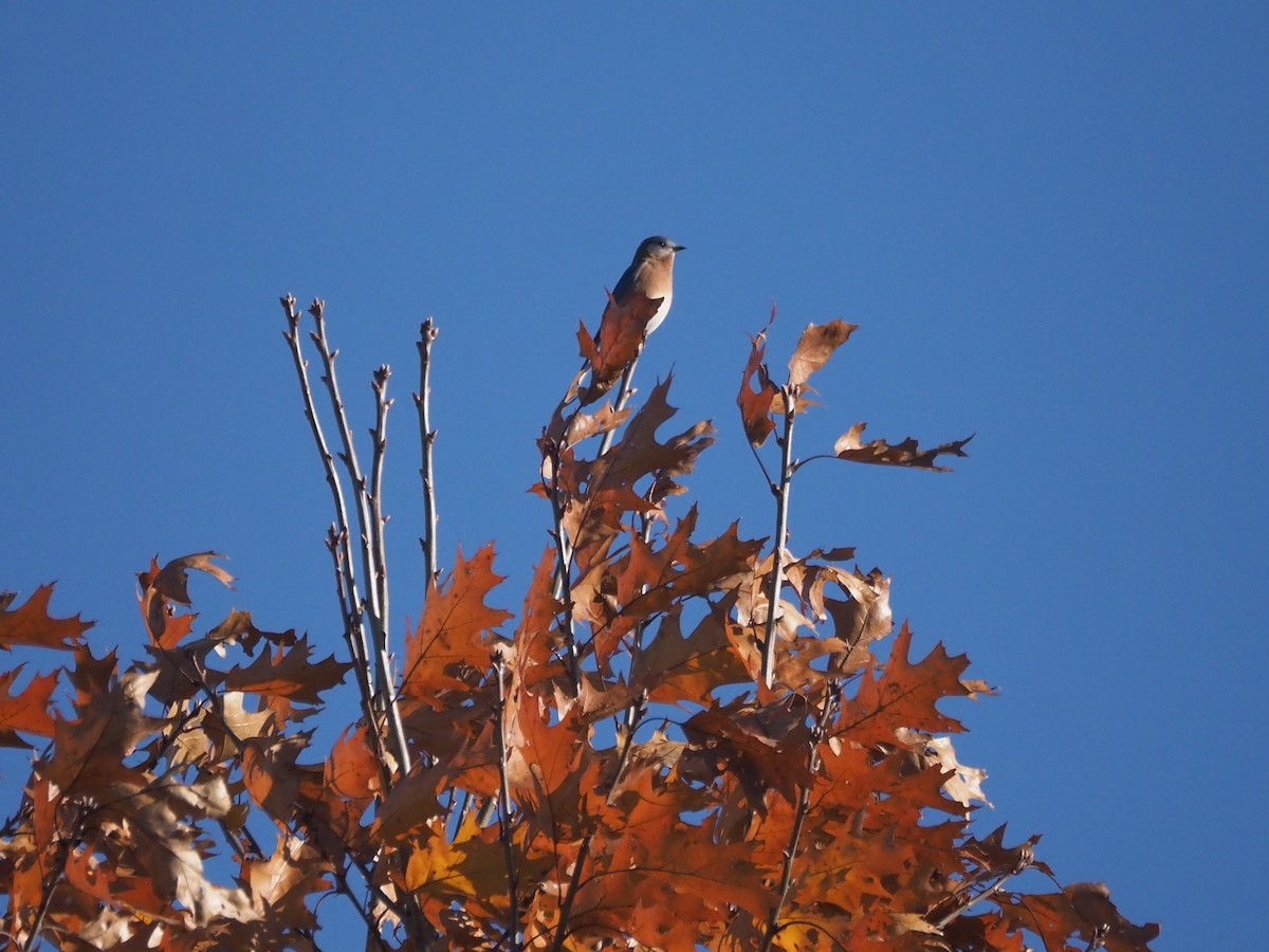 Eastern Bluebird - ML645268467