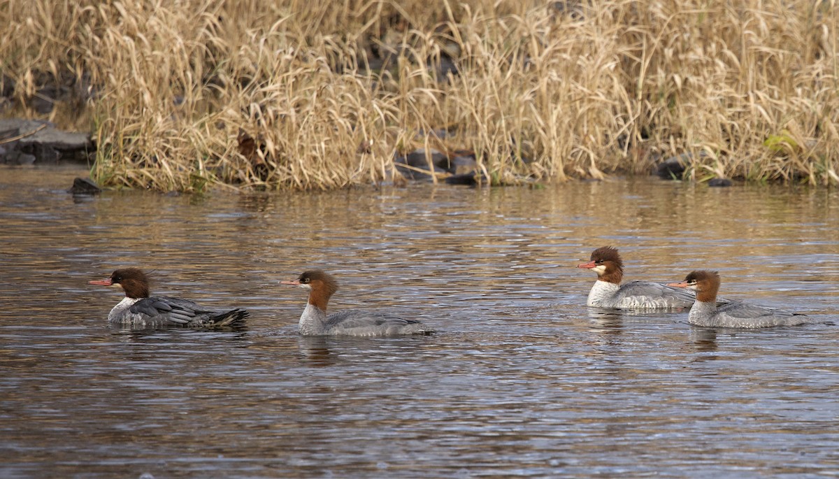 Common Merganser - ML645268474