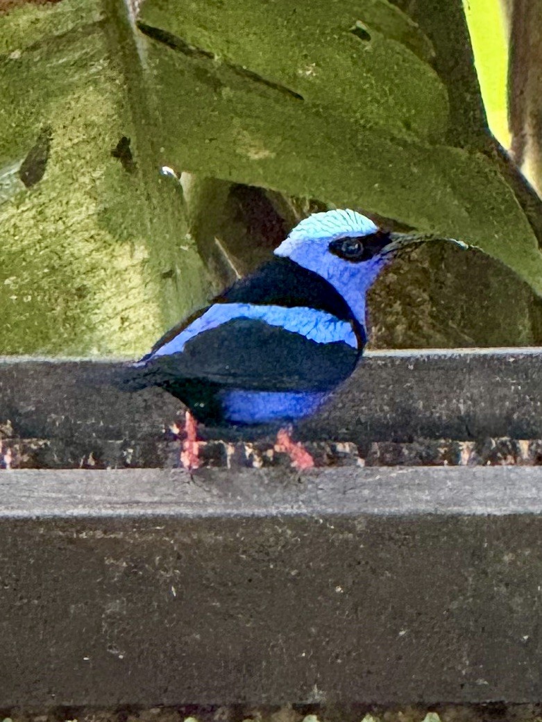 Red-legged Honeycreeper - ML645268475
