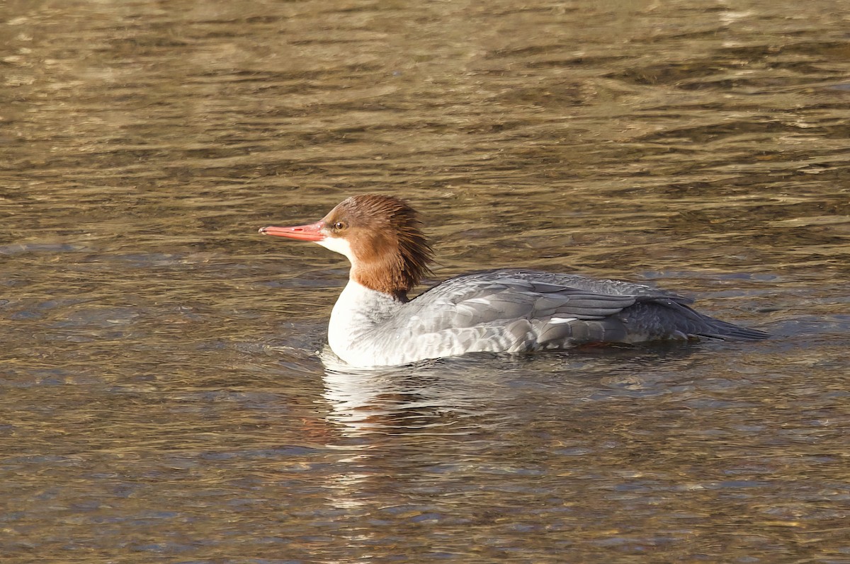 Common Merganser - ML645268476