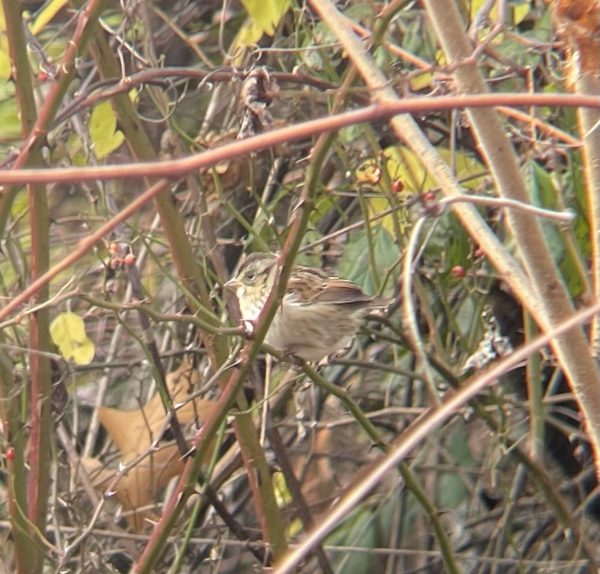 Swamp Sparrow - ML645268483