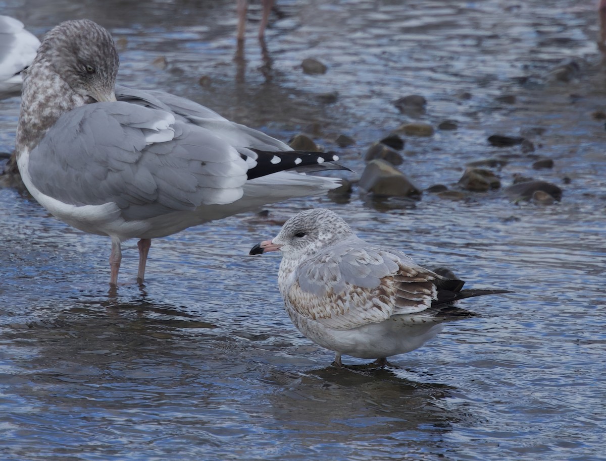 Ring-billed Gull - ML645268494