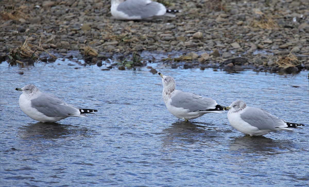 Ring-billed Gull - ML645268495