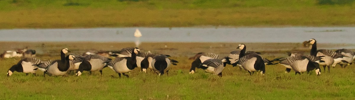 カオジロガン - ML645268505