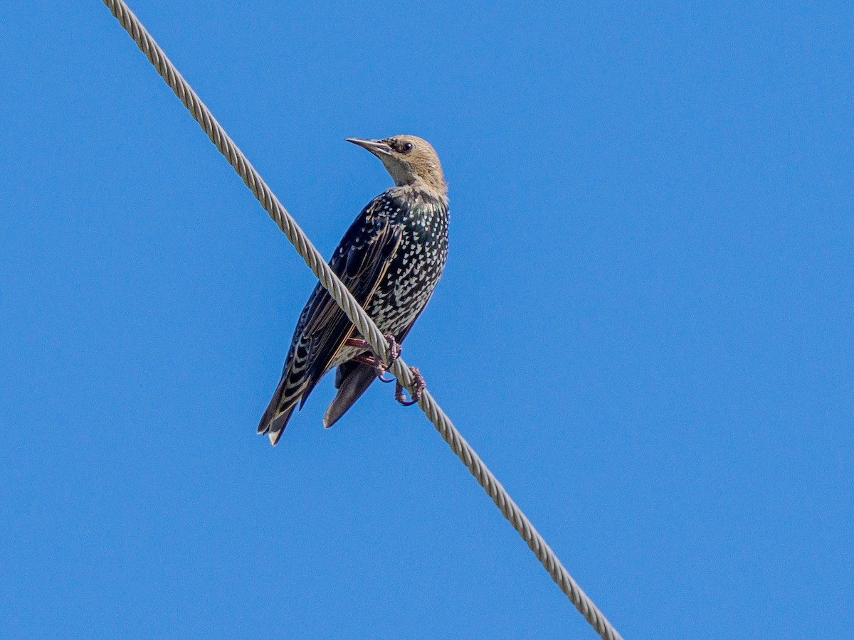 Шпак звичайний - ML645268508