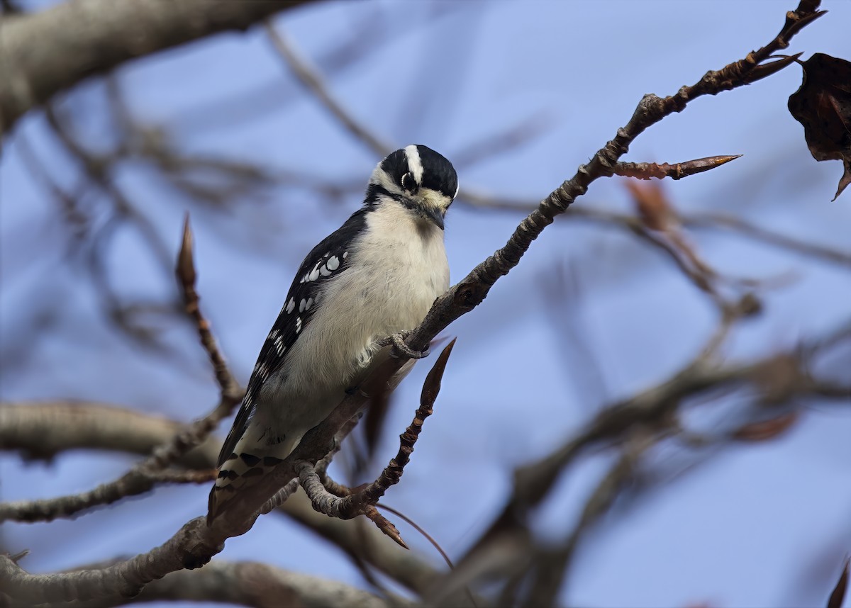 Downy Woodpecker - ML645268510
