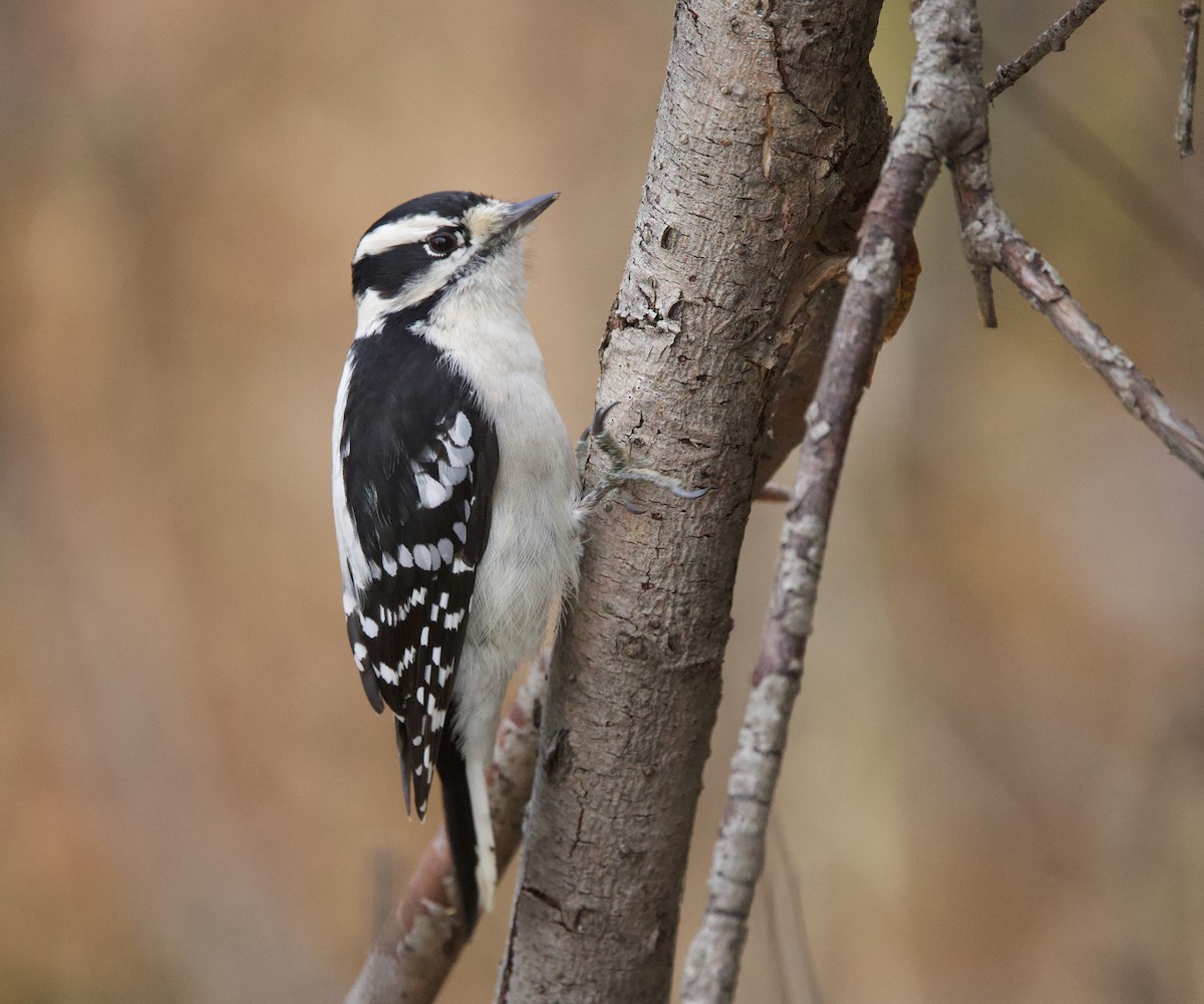 Downy Woodpecker - ML645268511