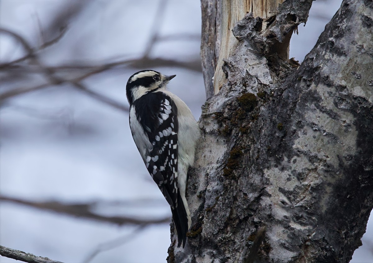 Downy Woodpecker - ML645268512