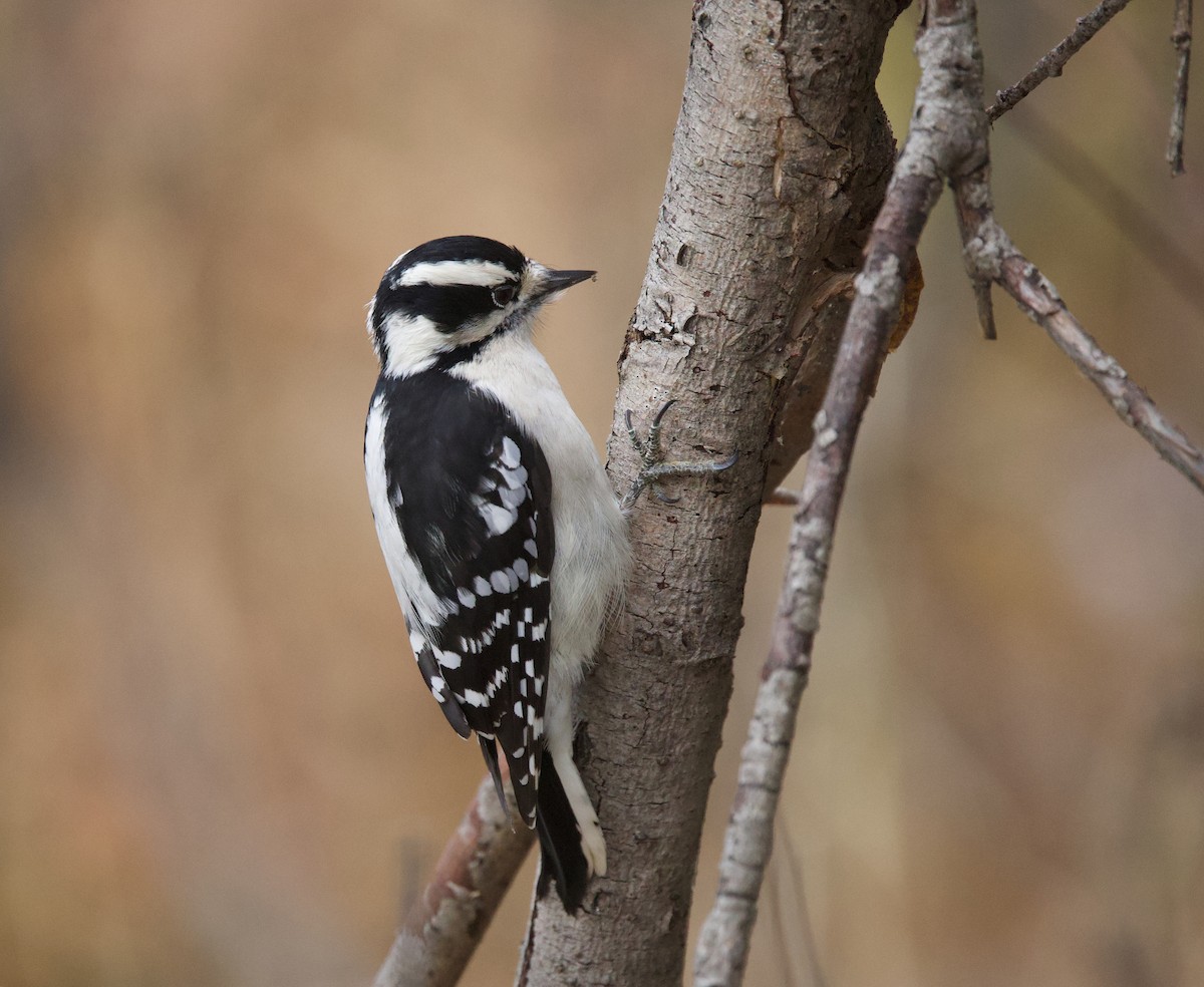 Downy Woodpecker - ML645268513