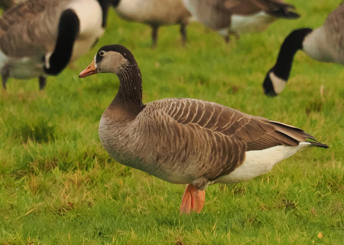 雑種 ハイイロガン ｘ カナダガン - ML645268514