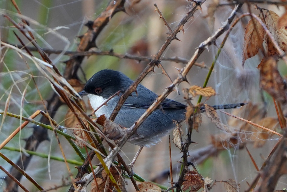 Txinbo burubeltza - ML645268515