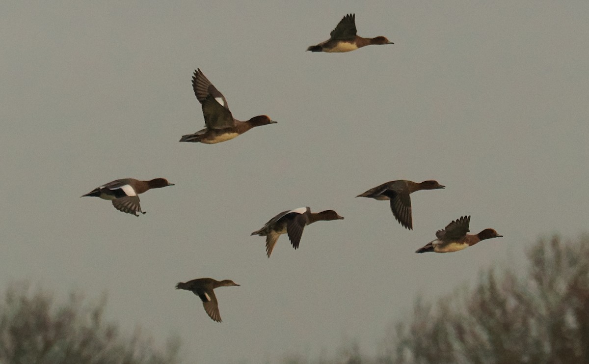 ヒドリガモ - ML645268517