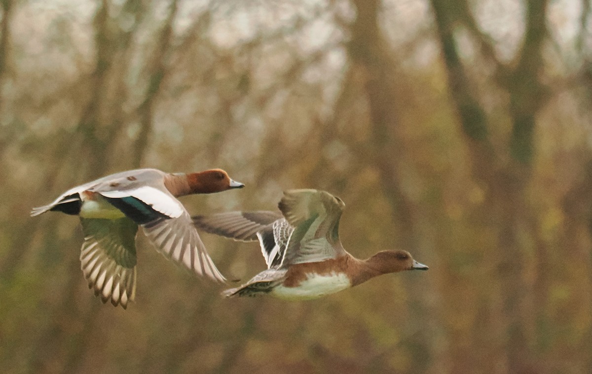 ヒドリガモ - ML645268518