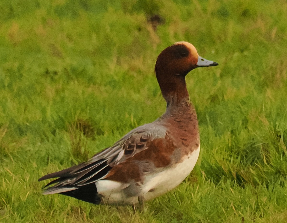 ヒドリガモ - ML645268519