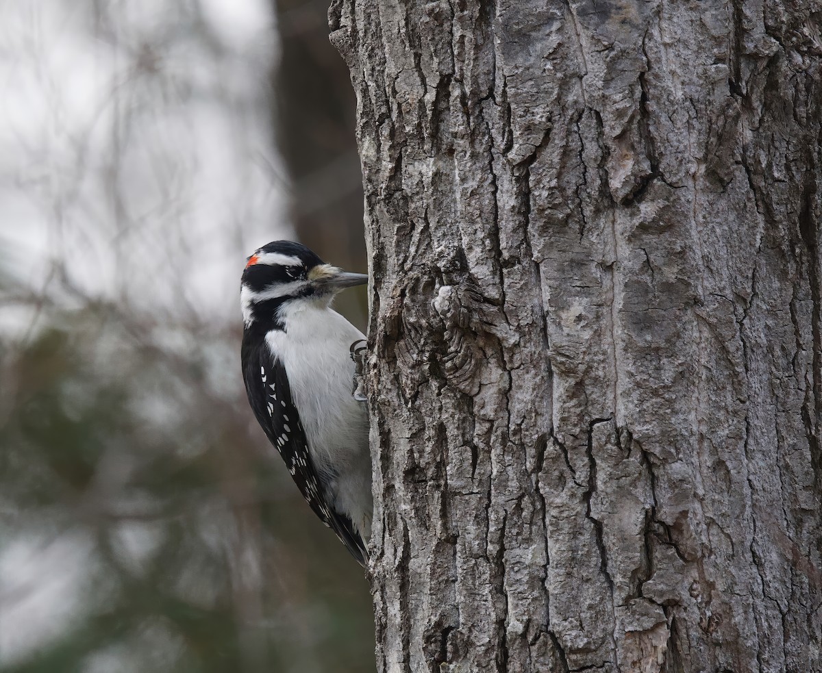 Hairy Woodpecker - ML645268524