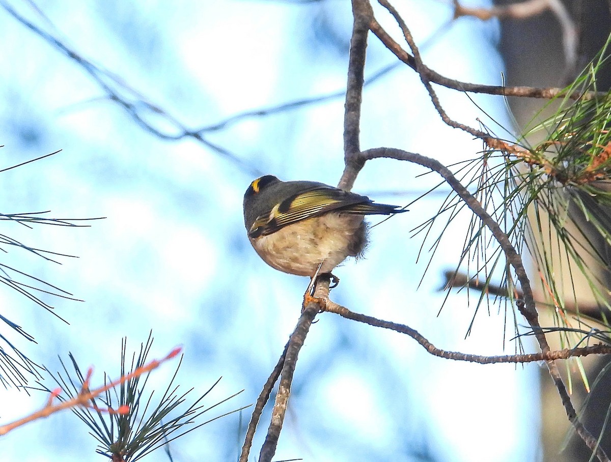 Golden-crowned Kinglet - ML645268527