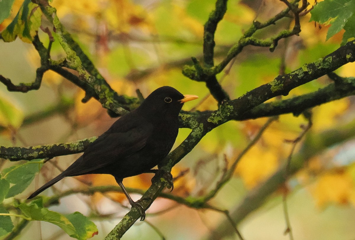 ニシクロウタドリ - ML645268534