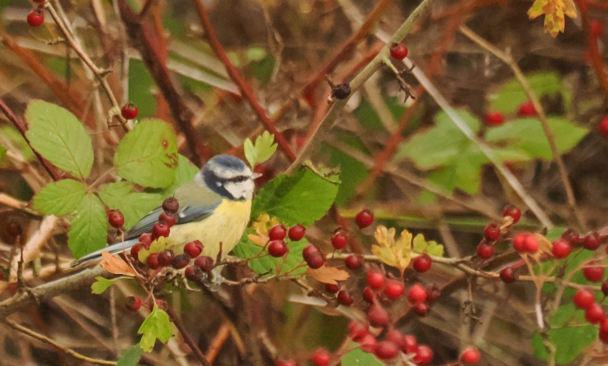 Herrerillo Común - ML645268542