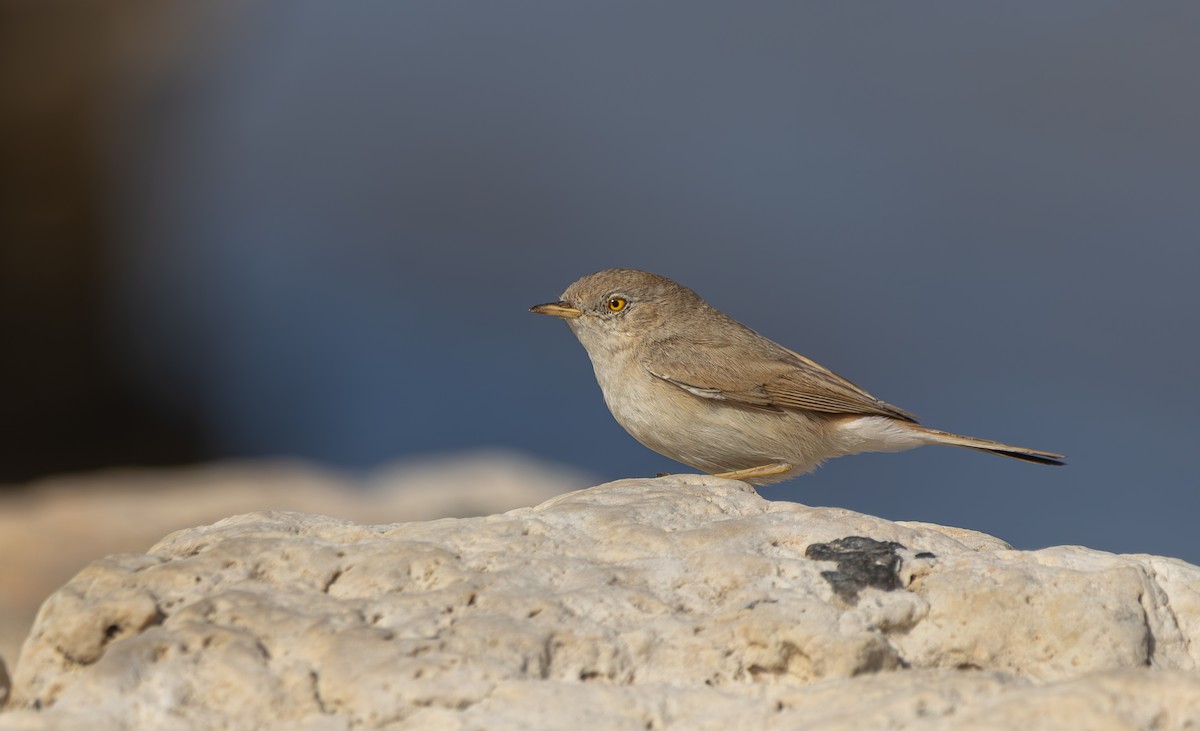 Asian Desert Warbler - ML645268546
