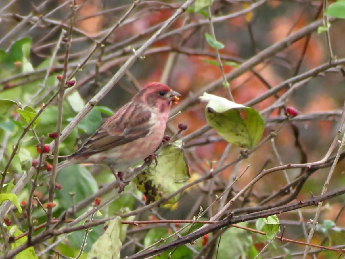 purpurfink - ML645268547