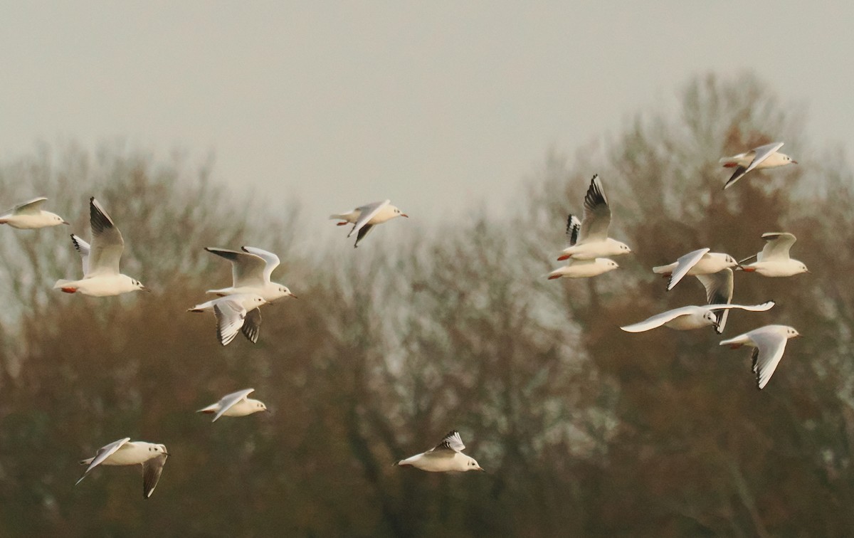 ユリカモメ - ML645268556