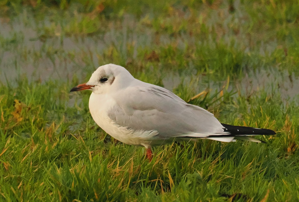 ユリカモメ - ML645268558