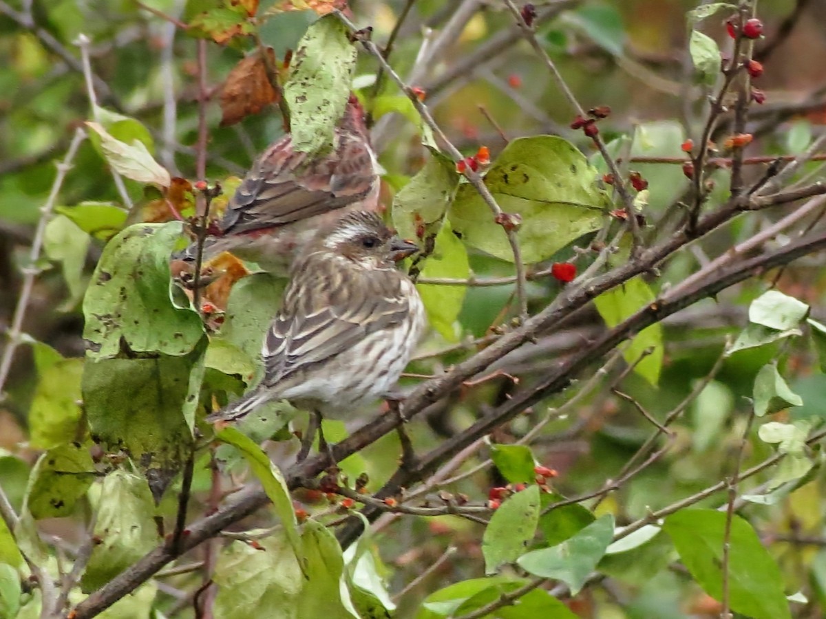 purpurfink - ML645268559