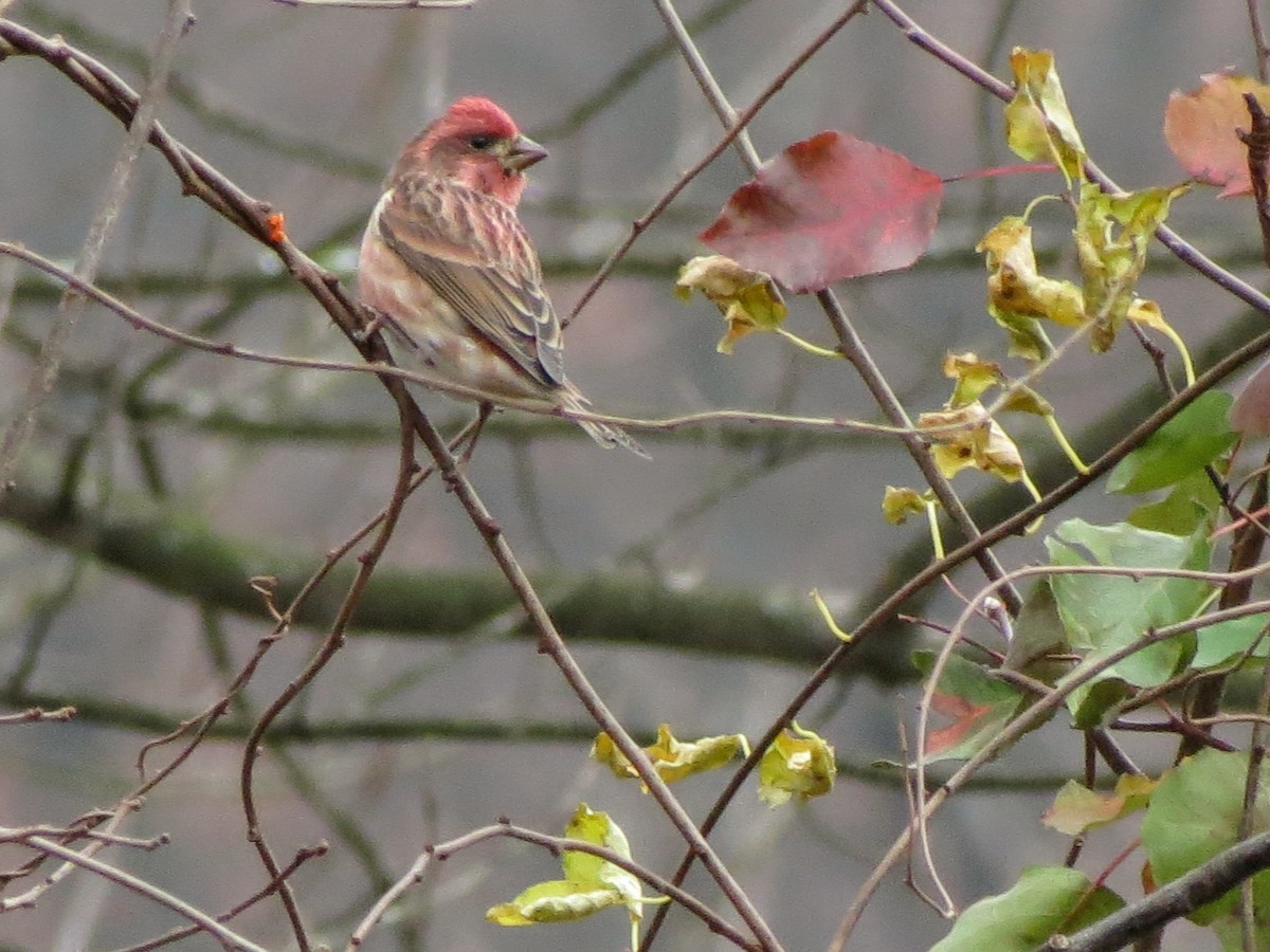 purpurfink - ML645268563