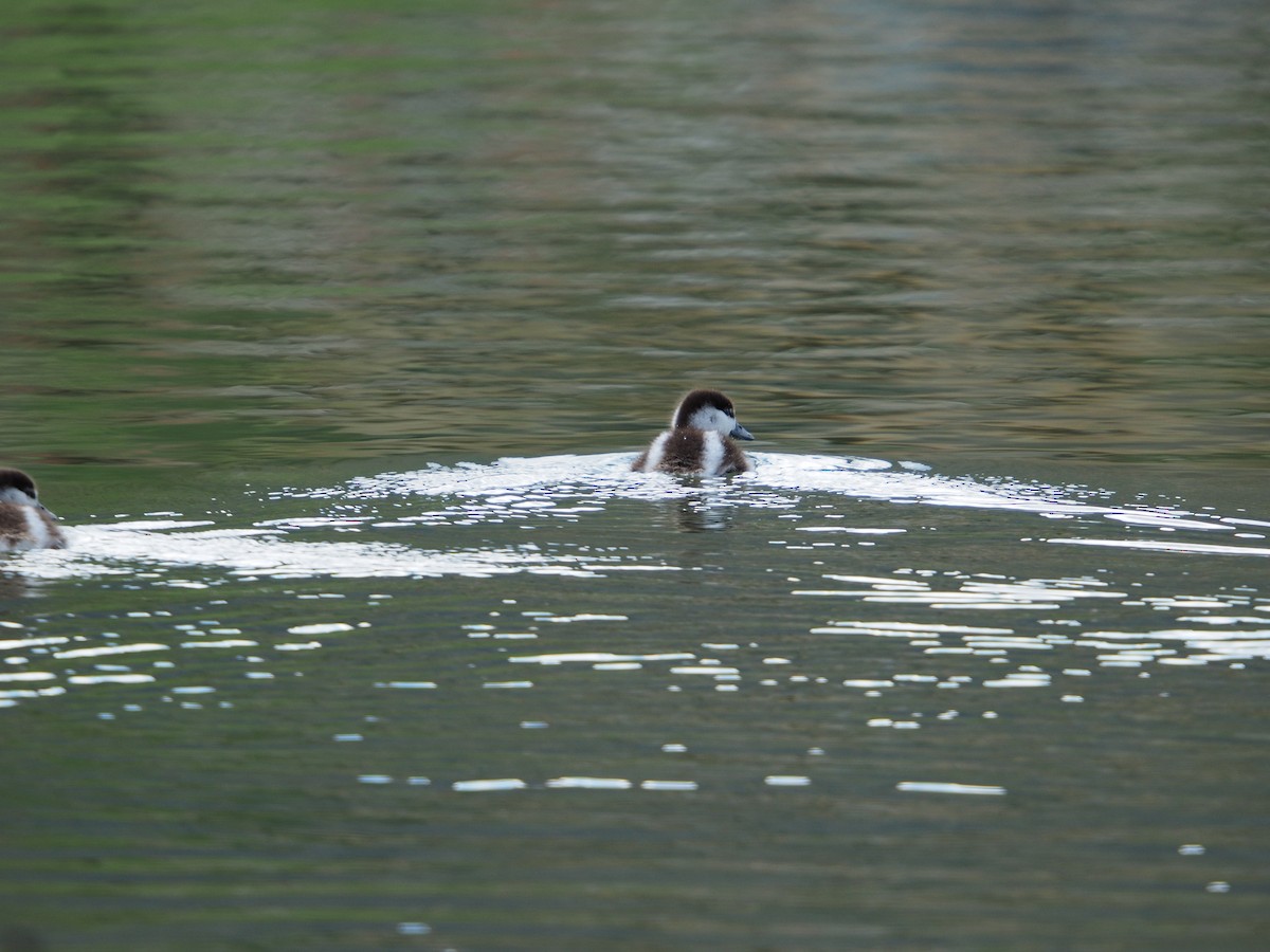 Paradiesgans - ML645268584