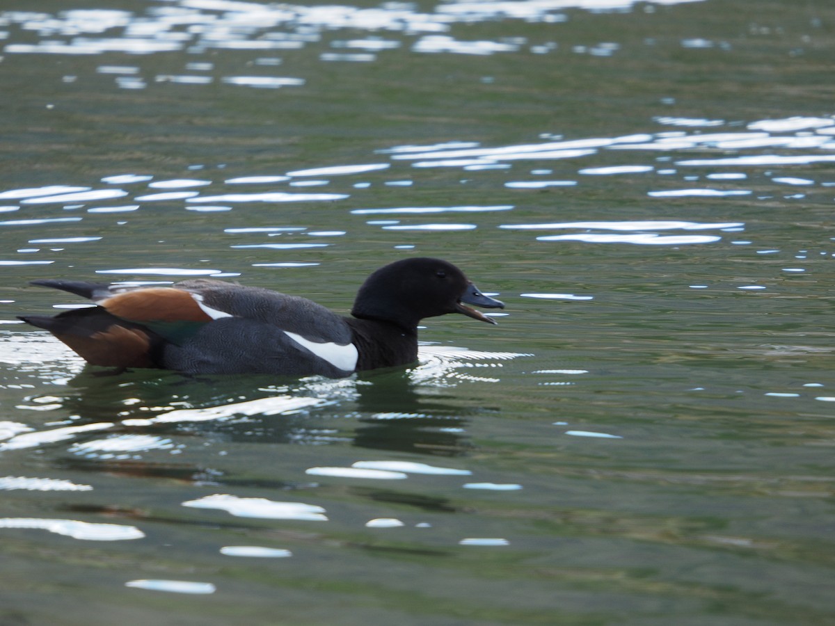 Paradiesgans - ML645268585