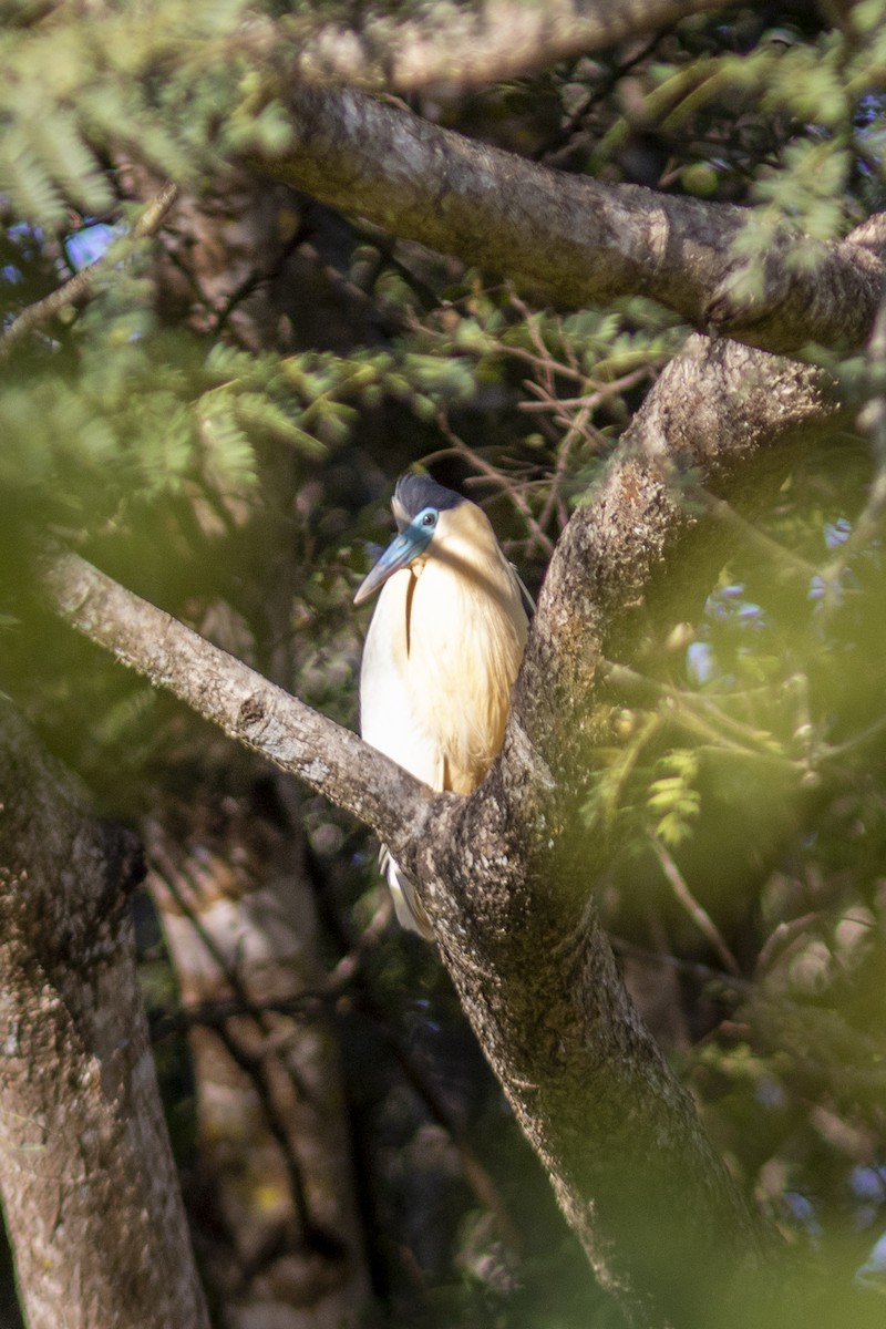 Capped Heron - ML645268586