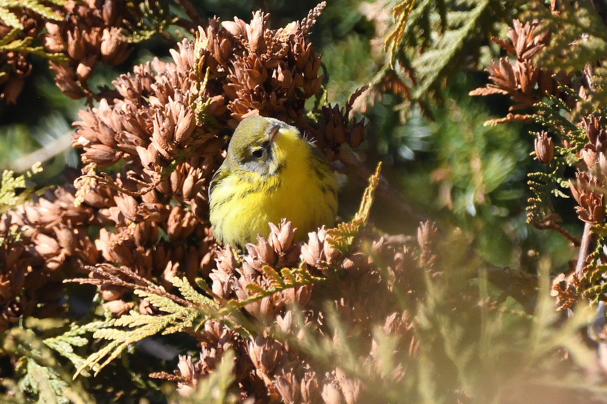 Prairie Warbler - ML645268587